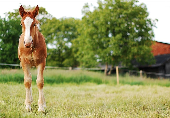 Le Chastellares Hotel in Auron 1600 - France